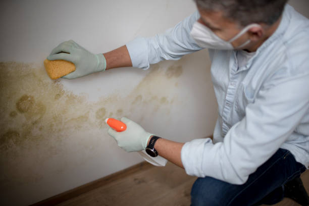 Best Certified Mold Removal  in , ID