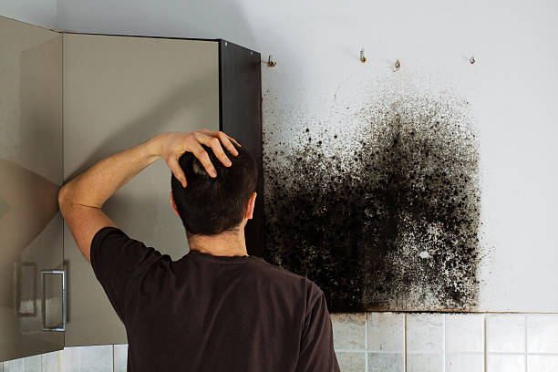 Best Mold Cleaning Services  in , ID
